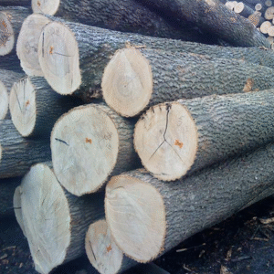 Ash Round Logs