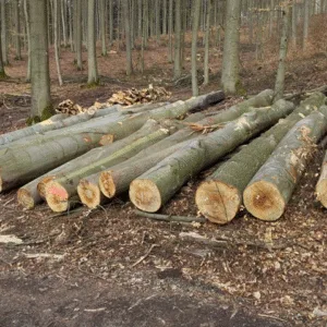 Beech Logs