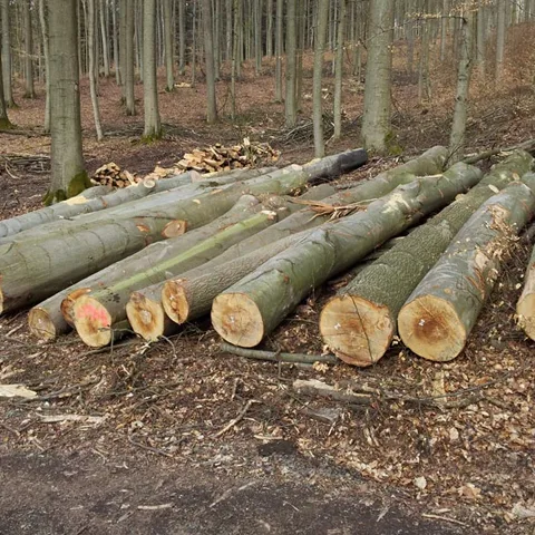 Beech Logs