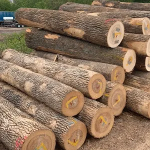 Ash Wood Logs