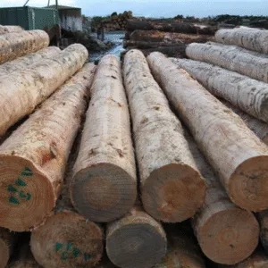 White Pine Logs for Sale
