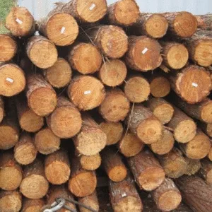 Southern Yellow Pine Logs