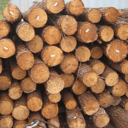 Yellow Southern Pine Logs